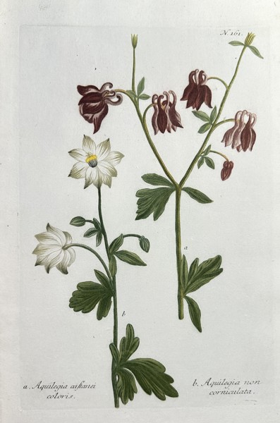 Johann Wilhelm Weinmann (1683–1741) – Columbine Varieties (Chestnut-colored and Spurless) (Aquilegia) – Hand-colouring engraving (Circa 1740)