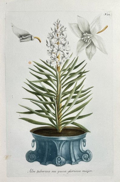 Johann Wilhelm Weinmann (1683–1741) – Spanish Dagger or Mound Lily Yucca (Aloe tuberosa seu Yucca gloriosa major) – Hand-colouring engraving (Circa 1740)