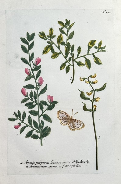 Johann Wilhelm Weinmann (1683–1741) – Rest-harrow Varieties and a Butterfly (Anonis purpurea) – Hand-colouring engraving (Circa 1742)