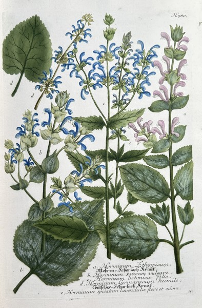 Johann Wilhelm Weinmann (1683–1741) – Sage and Clary Varieties (Horminum and Salvia species) – Hand-colouring engraving (Circa 1740)