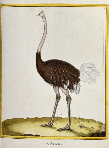 François-Nicolas Martinet (1731–c. 1804) – The Ostrich (L’Autruche) – Hand-coloured Engraving (Circa 1775)