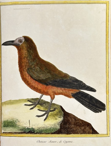 François-Nicolas Martinet (1731–c. 1804) – The Bald Jackdaw of Cayenne (Choucas chauve, de Cayenne) – Hand-coloured Engraving (Circa 1775)
