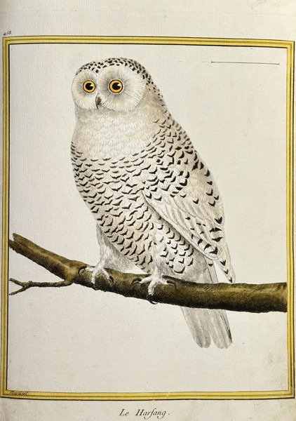 François-Nicolas Martinet (1731–c. 1804) – The Snowy Owl (Le Harfang) – Hand-coloured Engraving (Circa 1775)