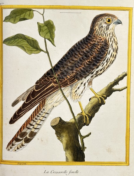 François-Nicolas Martinet (1731–c. 1804) – The Female Kestrel (La Cresserelle femelle) – Hand-coloured Engraving (Circa 1775)