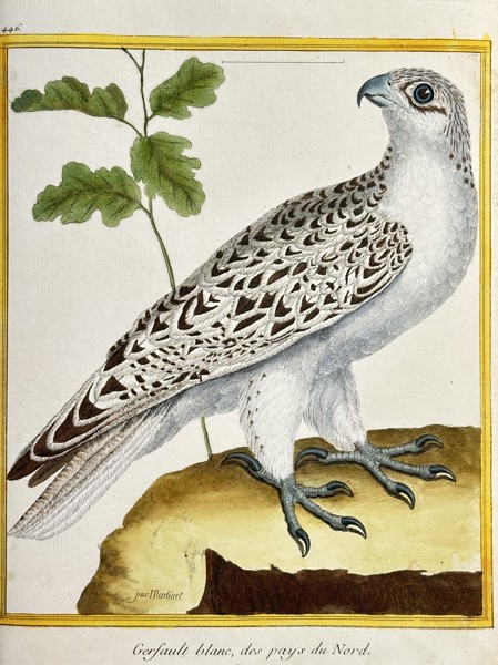 François-Nicolas Martinet (1731–c. 1804) – The White Gyrfalcon (Gerfault blanc, des pays du Nord) – Hand-coloured Engraving (Circa 1775)