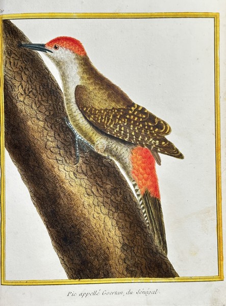 François-Nicolas Martinet (1731–c. 1804) – The Goeruan Woodpecker of Senegal (Pic appellé Goeruan, du Sénégal) – Hand-coloured Engraving (Circa 1775)