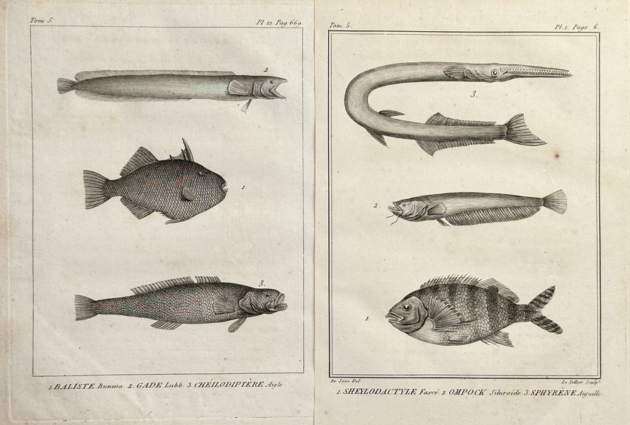 Georges-Louis Leclerc, Comte de Buffon (1707–1788) – Set of Two: Plates of Triggerfish, Cod, Catfish, and Garfish Species – Engraving (Circa 1800)
