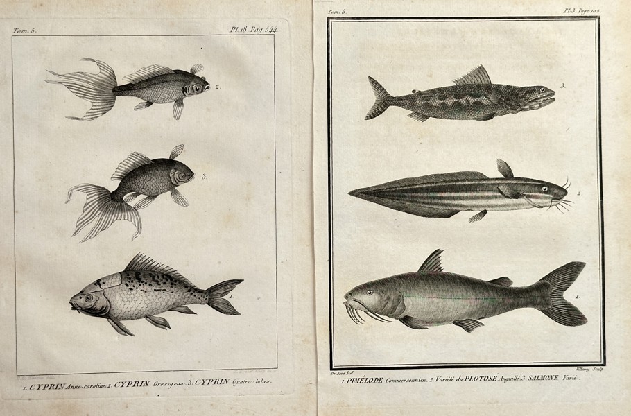 Georges-Louis Leclerc, Comte de Buffon (1707–1788) – Set of Two: Plates of Carp, Goldfish, and Catfish Species – Engraving (Circa 1800)