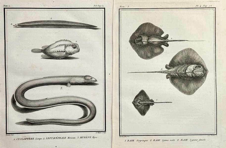 Georges-Louis Leclerc, Comte de Buffon (1707–1788) – Set of Two: Plates of Rays, Lumpsuckers, and Eel Species – Engraving (Circa 1800)
