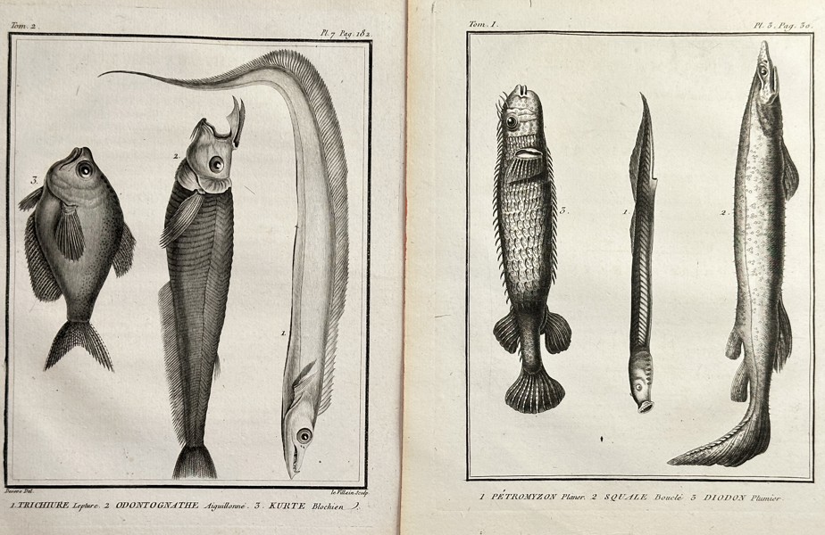Georges-Louis Leclerc, Comte de Buffon (1707–1788) – Set of Two: Plates of Lampreys, Hairtails, and Unusual Fish Species – Engraving (Circa 1800)