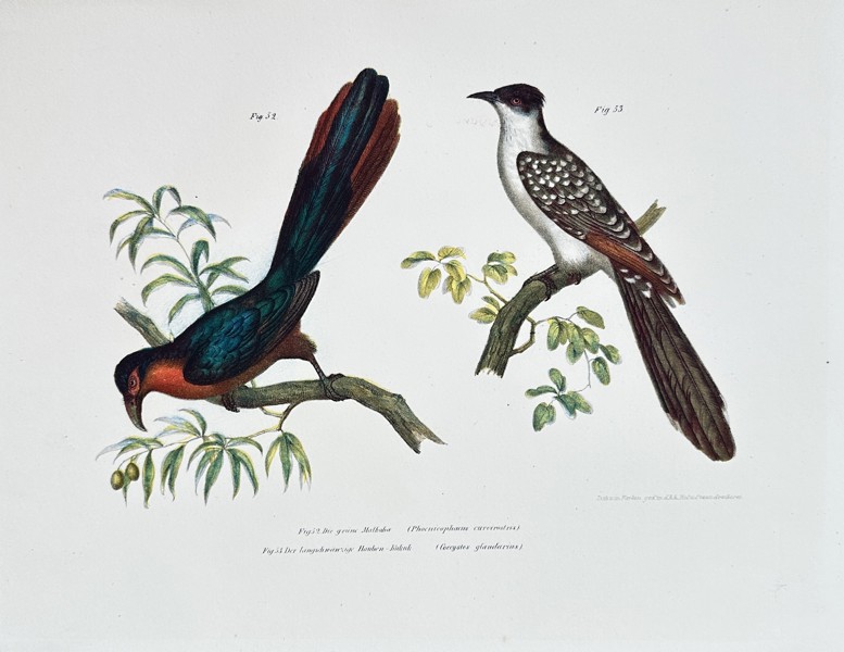 Karl Joseph Brodtmann (1787–1862) – Hook-billed Vanga and Spotted Cuckoo – Hand-coloured Lithograph (Circa 1830)