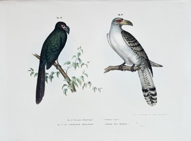 Karl Joseph Brodtmann (1787–1862) – Great-billed Parrot and Greater Painted-snipe – Hand-coloured Lithograph (Circa 1830)