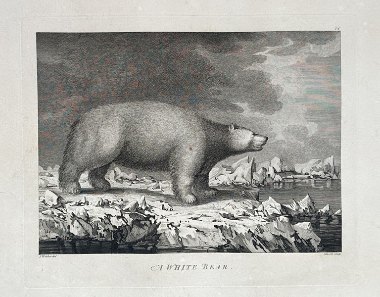 John Webber (1751–1793) – A White Bear – Engraving - Large Folio (1784)