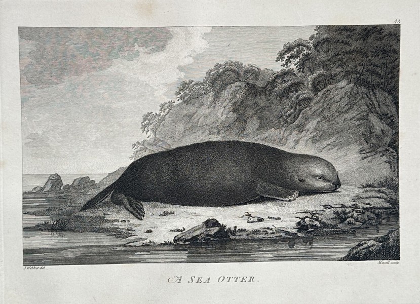 John Webber (1751–1793) – A Sea Otter – Engraving - Large Folio (1784)
