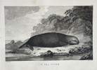 John Webber (1751–1793) – A Sea Otter – Engraving - Large Folio (1784)
