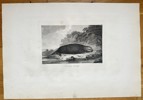John Webber (1751–1793) – A Sea Otter – Engraving - Large Folio (1784)
