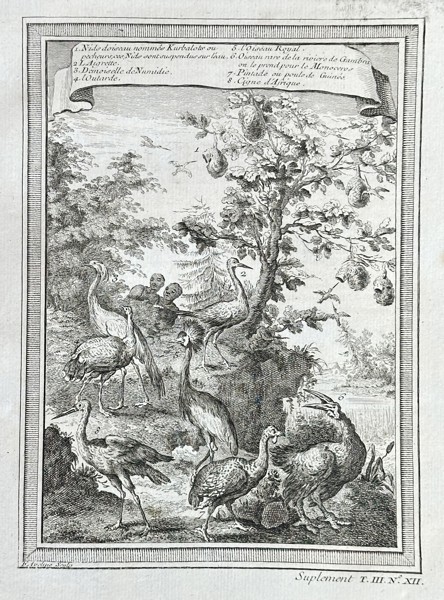 Antoine-François Prévost (1697–1763) – Guinea Birds, Including the Royal Bird and Swan of Guinea – Engraving (Circa 1747)