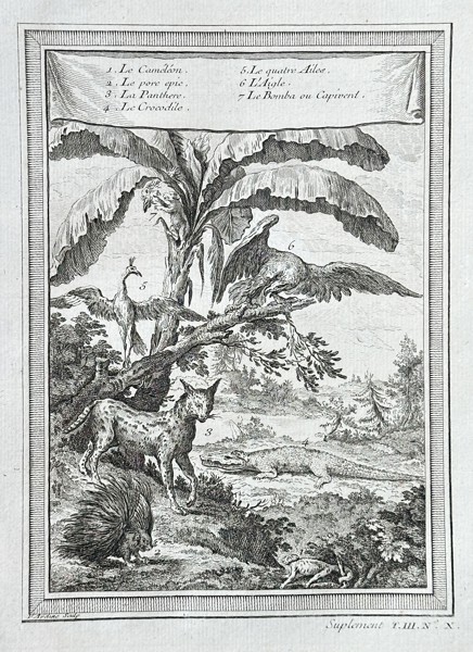 Antoine-François Prévost (1697–1763) – African Animals, Including Chameleon, Porcupine, and Leopard – Engraving (Circa 1747)