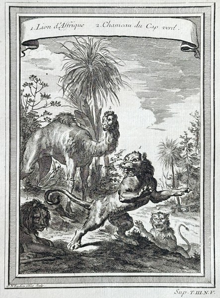Antoine-François Prévost (1697–1763) – African Lion and Camel of Cape Verde – Engraving (Circa 1747)