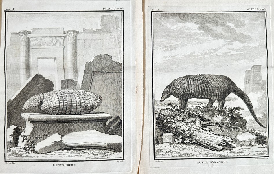 Georges-Louis Leclerc, Comte de Buffon (1707–1788) – Set of 2: The Encoubert Armadillo and The Cabassou Armadillo – Engraving (Circa 1755)