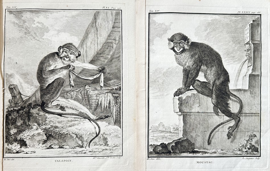 Georges-Louis Leclerc, Comte de Buffon (1707–1788) – Set of 2: The Talapoin Monkey and The Moustached Monkey – Engraving (Circa 1754)