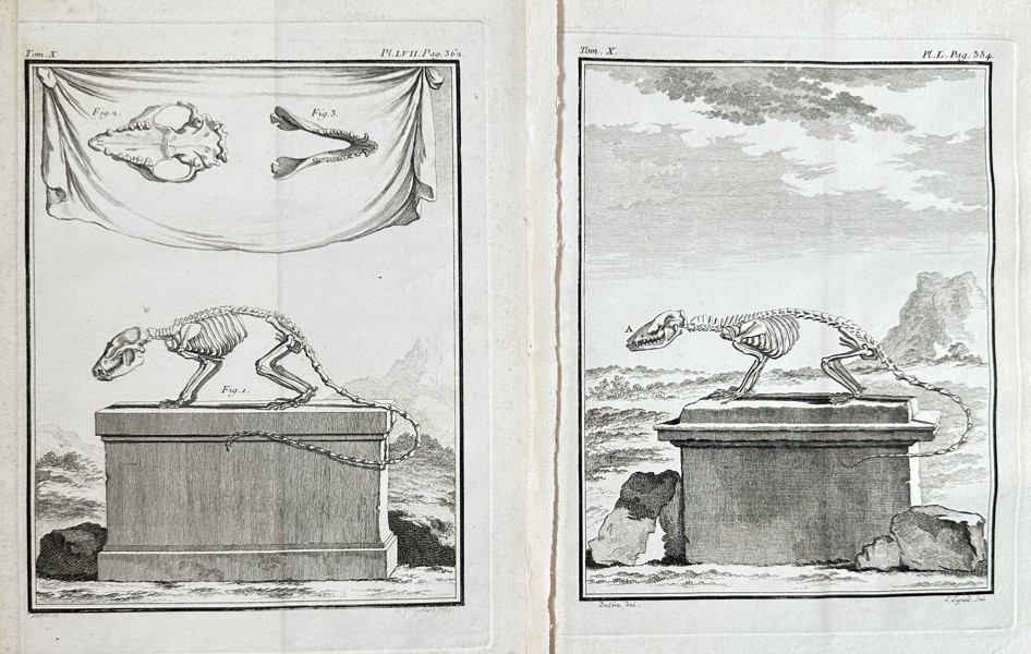 Georges-Louis Leclerc, Comte de Buffon (1707–1788) – Set of 2: Comparative Skeletons of Small Mammals – Engraving (Circa 1762)