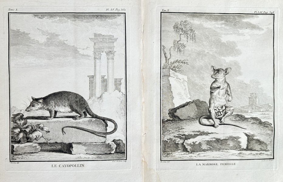 Georges-Louis Leclerc, Comte de Buffon (1707–1788) – Set of 2: The Cayopollin Opossum and The Female Mouse Opossum – Engraving (Circa 1762)