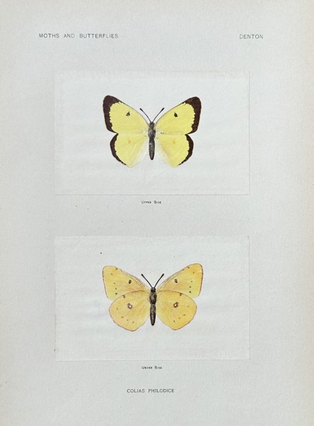 Sherman F. Denton (1856–1937) – Colias Philodice (Clouded Sulphur Butterfly) – Nature Print (1900)