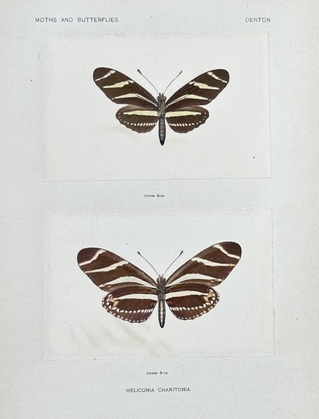Sherman F. Denton (1856–1937) – Heliconia Charitonia (Zebra Longwing Butterfly) – Nature Print (1900)