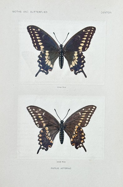 Sherman F. Denton (1856–1937) – Papilio Asterias (Black Swallowtail Butterfly) – Nature Print (1900)