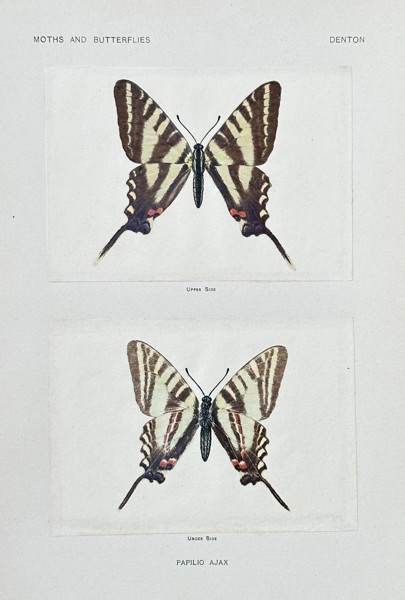 Sherman F. Denton (1856–1937) – Papilio Ajax (Swallowtail Butterfly) – Nature Print (1900)