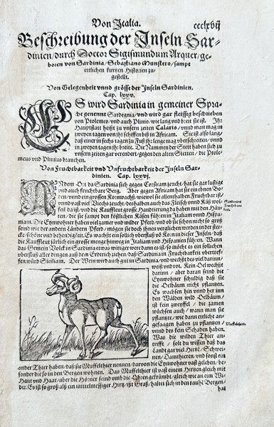Sebastian Münster (1488–1552) – Ram of Sardinia – Woodcut (Circa 1550)