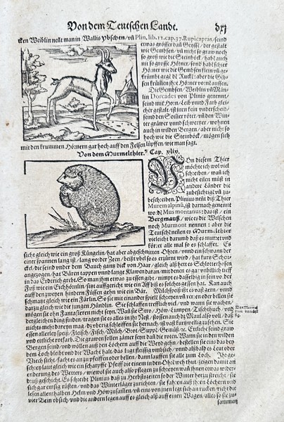 Sebastian Münster (1488–1552) – Roe Deer and European Hedgehog (Animals of the German Lands) – Woodcut (Circa 1550)