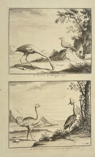 François Valentijn – Exotic Birds: Flamingo, Ostrich, Crane – Engraving (1724)