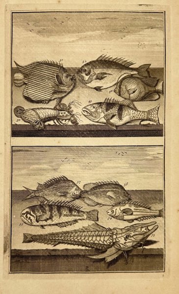 François Valentijn – Coral Reef and Armored Fishes of the Indies - Engraving