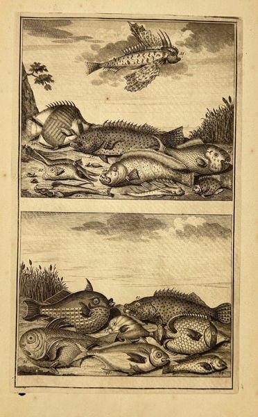 François Valentijn – Marine Fishes of the East Indies – Copperplate Engraving