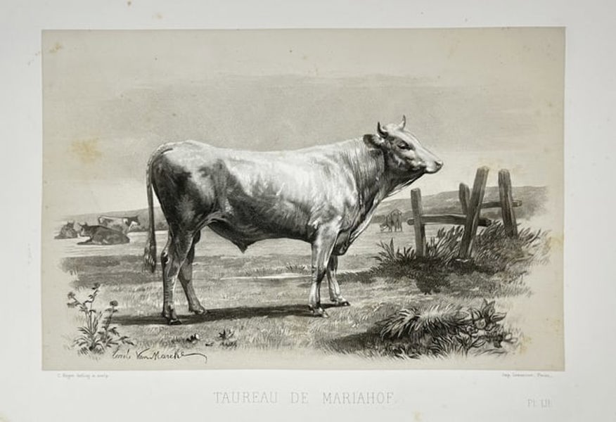 Emile Baudement – Mariahof Bul – Plate LI from Les races bovines - Heliogravure on laid paper