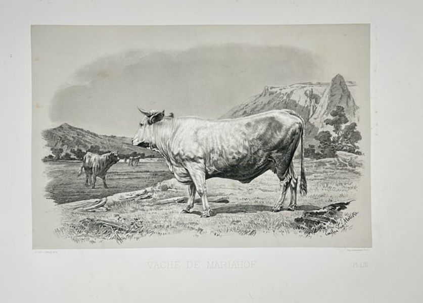 Emile Baudement – Mariahof Cow – Plate LI from Les races bovines - Heliogravure on laid paper