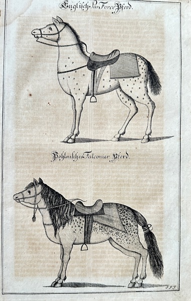 Hans Friedrich von Fleming (1679–1731) – Studies of Hunting Horses: English Parforce Horse and Bohemian Falconer Horse – Engraving (1719-1724)