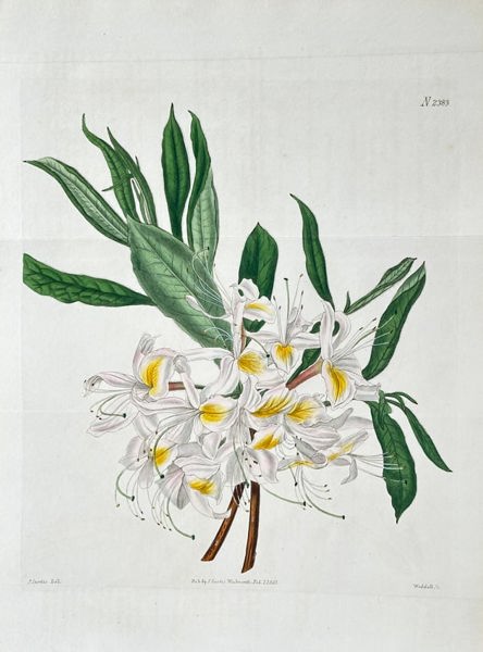William Curtis (1746–1799) – White Azalea or Rhododendron (Rhododendron Species) - Hand-Colored Engraving