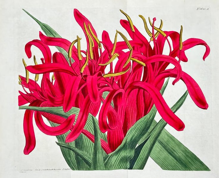 William Curtis (1746–1799) – Scarlet Crinum Lily (Crinum Species) – Hand-Colored Engraving