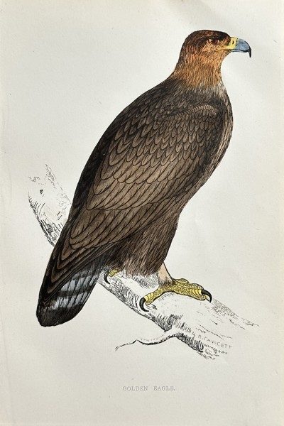Francis Orpen Morris (1810–1893) – Golden Eagle – Hand-coloured engraving (Circa 1860)