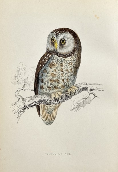 Francis Orpen Morris (1810–1893) – Tengmalm's Owl – Hand-coloured engraving (Circa 1860)