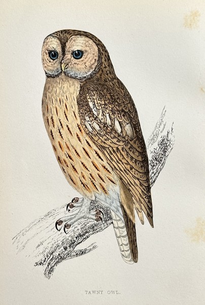 Francis Orpen Morris (1810–1893) – Tawny Owl – Hand-coloured engraving (Circa 1860)
