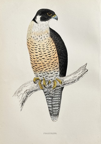 Francis Orpen Morris (1810–1893) – Peregrine Falcon – Hand-coloured engraving (Circa 1860)