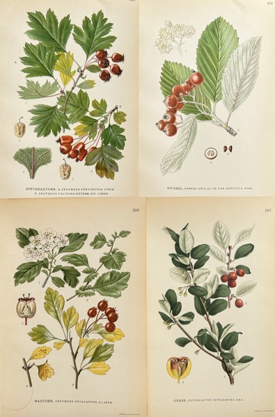 Carl Axel Magnus Lindman (1856–1928) – Set of 4: Hawthorn, Whitebeam, and Cotoneaster Botanical Studies – Chromolithograph (Circa 1905)