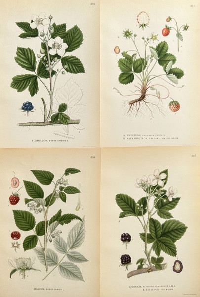 Carl Axel Magnus Lindman (1856–1928) – Set of 4: Wild Strawberry, Raspberry, Dewberry, and Stone Bramble Studies – Chromolithograph (Circa 1905)