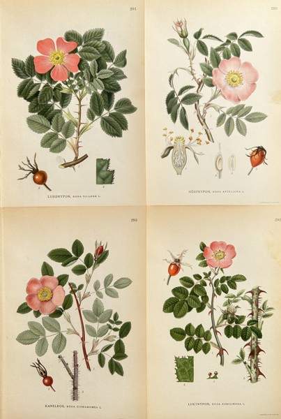 Carl Axel Magnus Lindman (1856–1928) – Set of 4: Wild Roses, including Sweet Briar and Cinnamon Rose – Chromolithograph (Circa 1905)