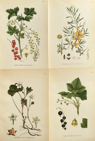 Carl Axel Magnus Lindman (1856–1928) – Set of 4: Currants, Cloudberry, and Sea Buckthorn Botanical Studies – Chromolithograph (Circa 1905)