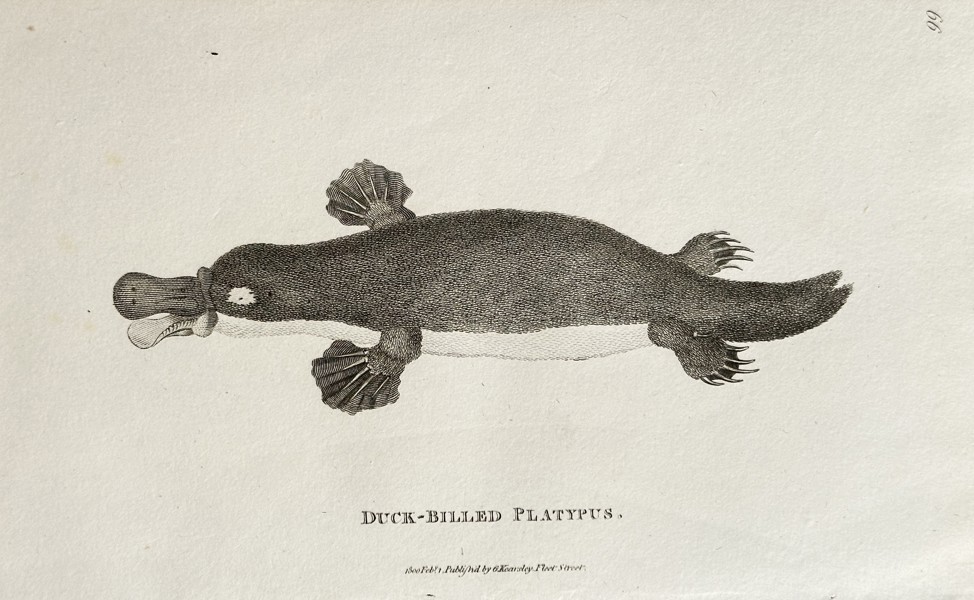 George Shaw (1751–1813) and Frederick Polydore Nodder (fl. 1770–c. 1801) – Duck-Billed Platypus – Etching (1799)